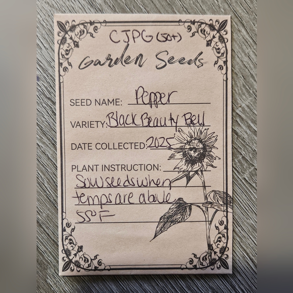 Black Beauty Bell Pepper Seeds Garden Organic Seeds From Hydroponics Plant